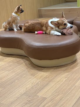 いぬカフェRio 仙台店に投稿された画像（2025/5/27）