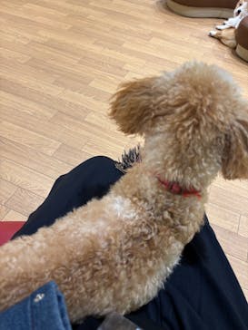 いぬカフェRio 仙台店に投稿された画像（2025/5/27）