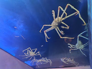 竹島水族館に投稿された画像（2025/5/27）