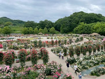 ぎふワールド・ローズガーデンに投稿された画像（2025/5/27）