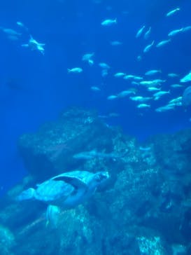 アクアワールド茨城県大洗水族館に投稿された画像（2025/5/27）