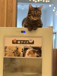 猫カフェモカ　名古屋則武新町店に投稿された画像（2025/5/27）