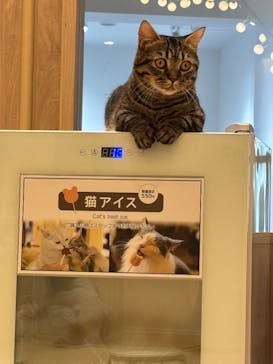 猫カフェモカ　名古屋則武新町店に投稿された画像（2025/5/27）