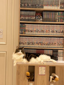 猫カフェモカ　名古屋則武新町店に投稿された画像（2025/5/27）