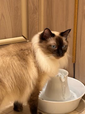 猫カフェモカ　名古屋則武新町店に投稿された画像（2025/5/27）