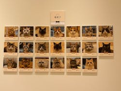 猫カフェモカ　名古屋則武新町店に投稿された画像（2025/5/27）