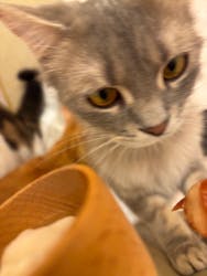 猫カフェモカ　名古屋則武新町店に投稿された画像（2025/5/27）