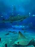 沖縄美ら海水族館に投稿された画像（2025/5/27）