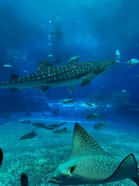 沖縄美ら海水族館に投稿された画像（2025/5/27）
