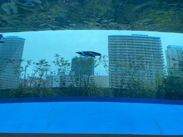 サンシャイン水族館に投稿された画像（2025/5/27）