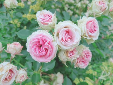 京成バラ園に投稿された画像（2025/5/27）