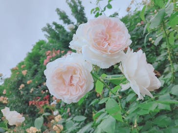 京成バラ園に投稿された画像（2025/5/27）