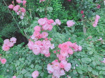 京成バラ園に投稿された画像（2025/5/27）