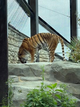 日立市かみね動物園に投稿された画像（2025/5/27）