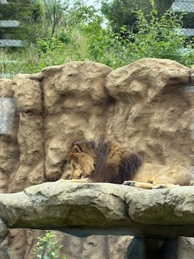 日立市かみね動物園に投稿された画像（2025/5/27）