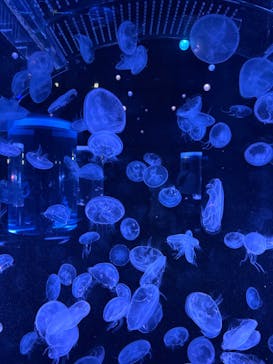 マクセル アクアパーク品川に投稿された画像（2025/5/27）