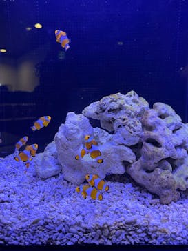 マクセル アクアパーク品川に投稿された画像（2025/5/27）