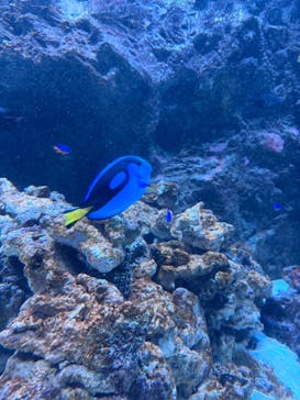 マクセル アクアパーク品川に投稿された画像（2025/5/27）