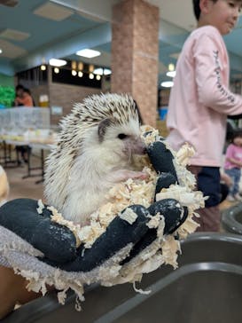 いきもの探検隊上尾に投稿された画像（2025/5/27）