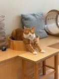 Cat Café MOFF 名古屋PARCO店に投稿された画像（2025/5/27）