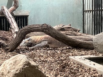 名古屋市東山動植物園に投稿された画像（2025/5/27）