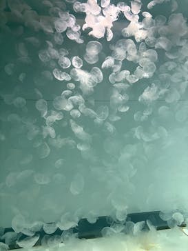 アクアワールド茨城県大洗水族館に投稿された画像（2025/5/27）