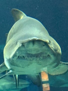 アクアワールド茨城県大洗水族館に投稿された画像（2025/5/27）