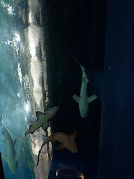 アクアワールド茨城県大洗水族館に投稿された画像（2025/5/27）