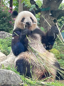 恩賜上野動物園に投稿された画像（2025/5/27）