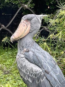 恩賜上野動物園に投稿された画像（2025/5/27）