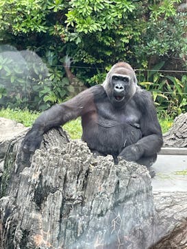 恩賜上野動物園に投稿された画像（2025/5/27）
