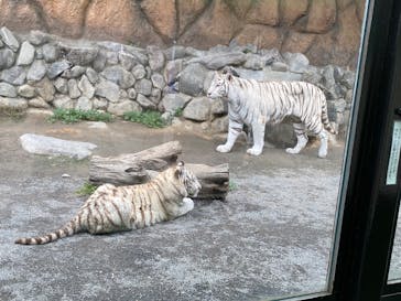 東武動物公園に投稿された画像（2025/5/27）