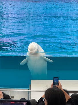 横浜・八景島シーパラダイス　プレジャーランドに投稿された画像（2025/5/27）