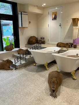 アニタッチ 東京ドームシティに投稿された画像（2025/5/27）