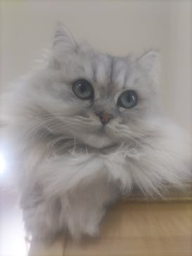 Cat Café MOFF 枚方モール店に投稿された画像（2025/5/27）