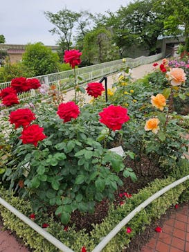 西武園ゆうえんちに投稿された画像（2025/5/27）