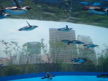 サンシャイン水族館に投稿された画像（2025/5/27）