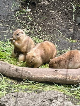恩賜上野動物園に投稿された画像（2025/5/27）