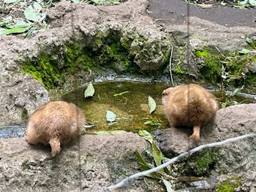 恩賜上野動物園に投稿された画像（2025/5/27）