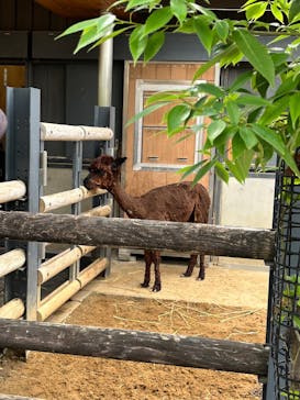 恩賜上野動物園に投稿された画像（2025/5/27）