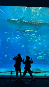 沖縄美ら海水族館に投稿された画像（2025/5/27）