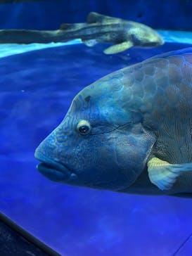 AQUARIUM × ART　atoaに投稿された画像（2025/5/27）