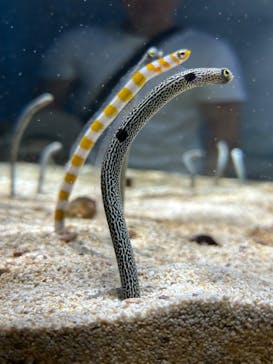 AQUARIUM × ART　atoaに投稿された画像（2025/5/27）