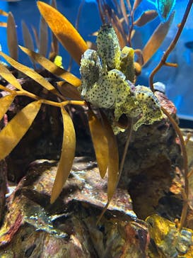 AQUARIUM × ART　atoaに投稿された画像（2025/5/27）