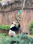 恩賜上野動物園に投稿された画像（2025/5/28）