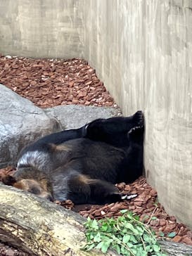 恩賜上野動物園に投稿された画像（2025/5/27）