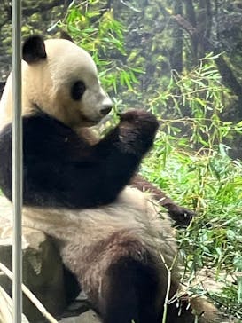 恩賜上野動物園に投稿された画像（2025/5/27）