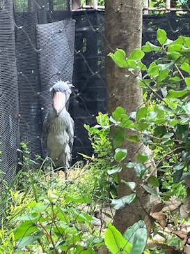 恩賜上野動物園に投稿された画像（2025/5/27）