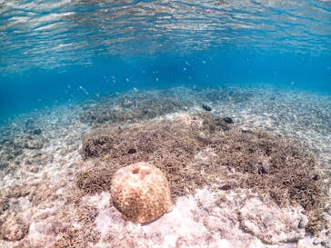 SUNSHINE MARIN 宮古島に投稿された画像（2025/5/27）