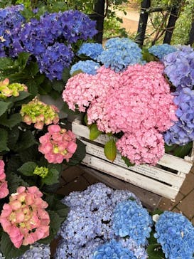 横浜イングリッシュガーデンに投稿された画像（2025/5/28）